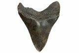 Fossil Megalodon Tooth - South Carolina #171166-1